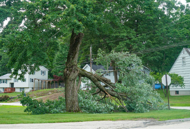 Best Tree Risk Assessment  in Colby, KS