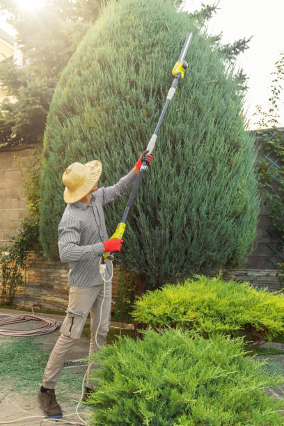 Best Palm Tree Trimming  in Colby, KS